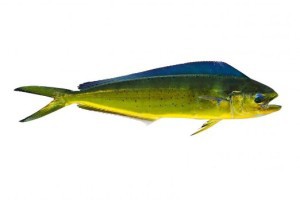 Dorado-300x200