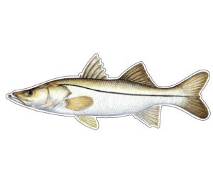 Snook-300x266